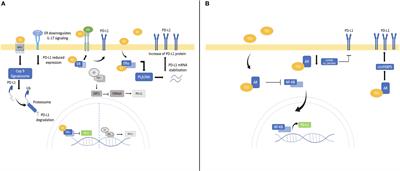 Role of sex and sex hormones in PD-L1 expression in NSCLC: clinical and therapeutic implications